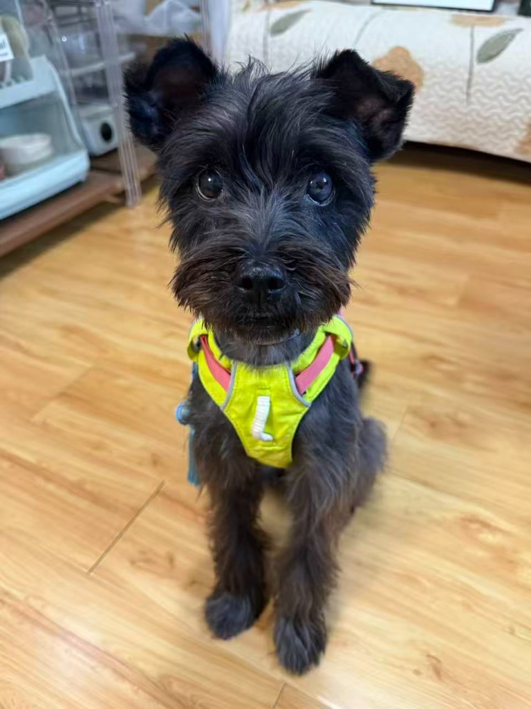 芝麻